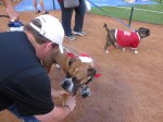 Rex chosen for reporting at Texas Rangers Bark in the&nbsp;Park