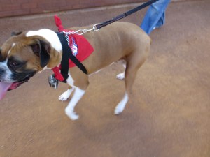 bark-at-the-park-june-5-2014-021